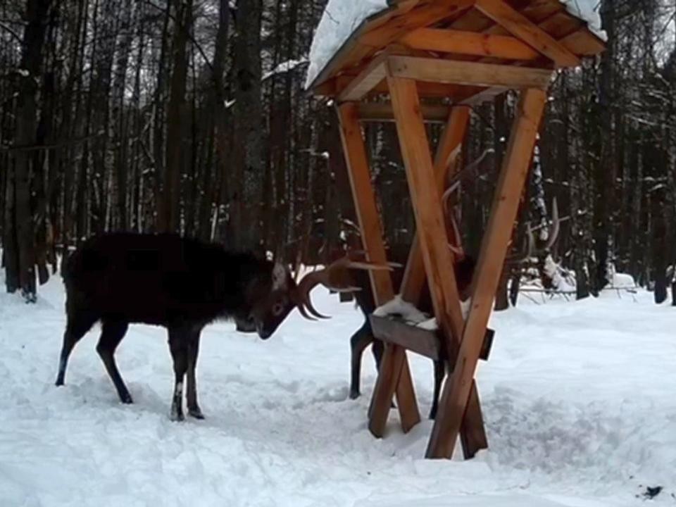 Драка пятнистых оленей в «Лосином острове» попала в фотоловушку