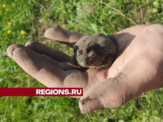 Экологи оценят численность царевны-лягушки в соседнем с Жуковским городском округе и попробуют восстановить ее популяцию