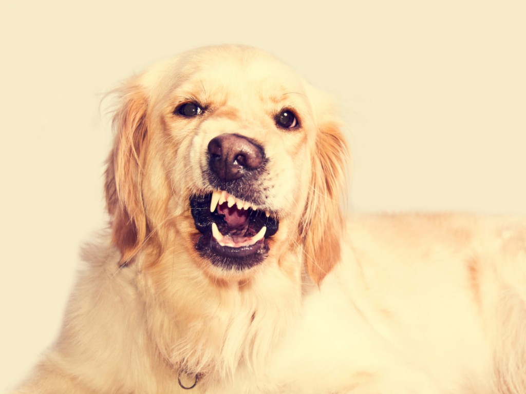 Балашихинским собаководам напомнили о том, как правильно чистить зубы любимцу