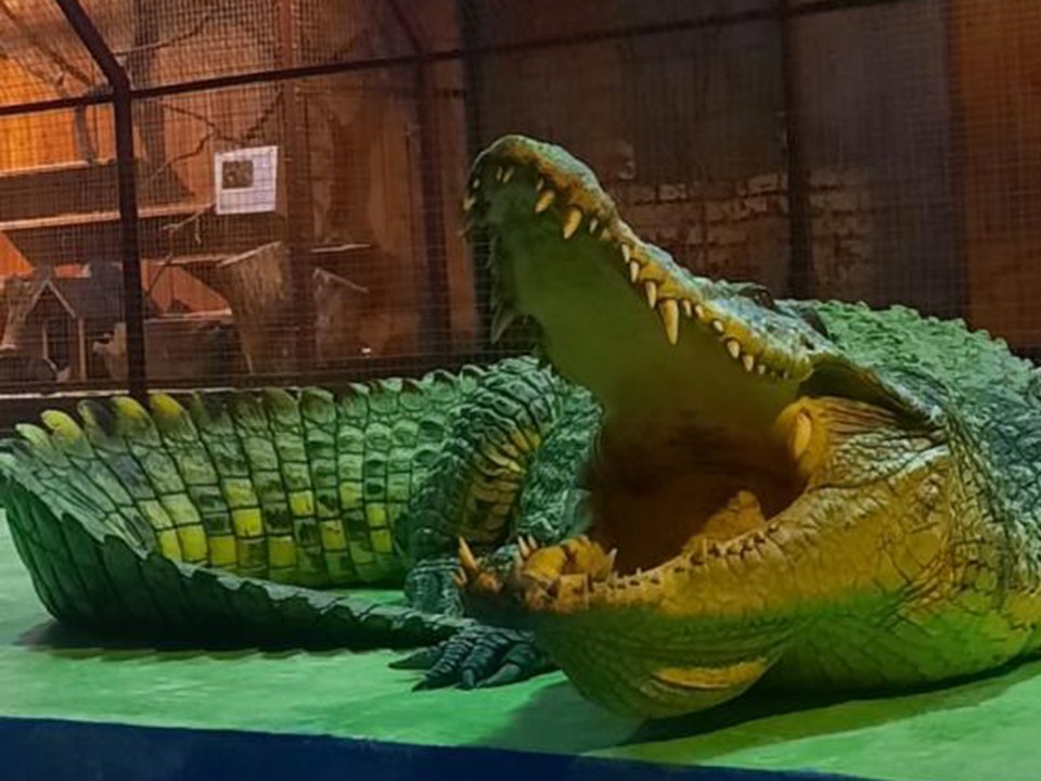 Из лап контрабандистов и циркачей-гастролеров: удивительные приключения крокодилов в Подмосковье