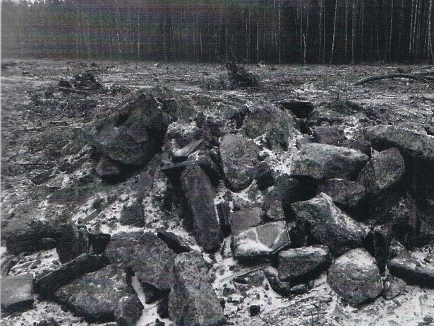 Сотрудники лесной охраны Подмосковья добились выплаты штрафа за вред лесам