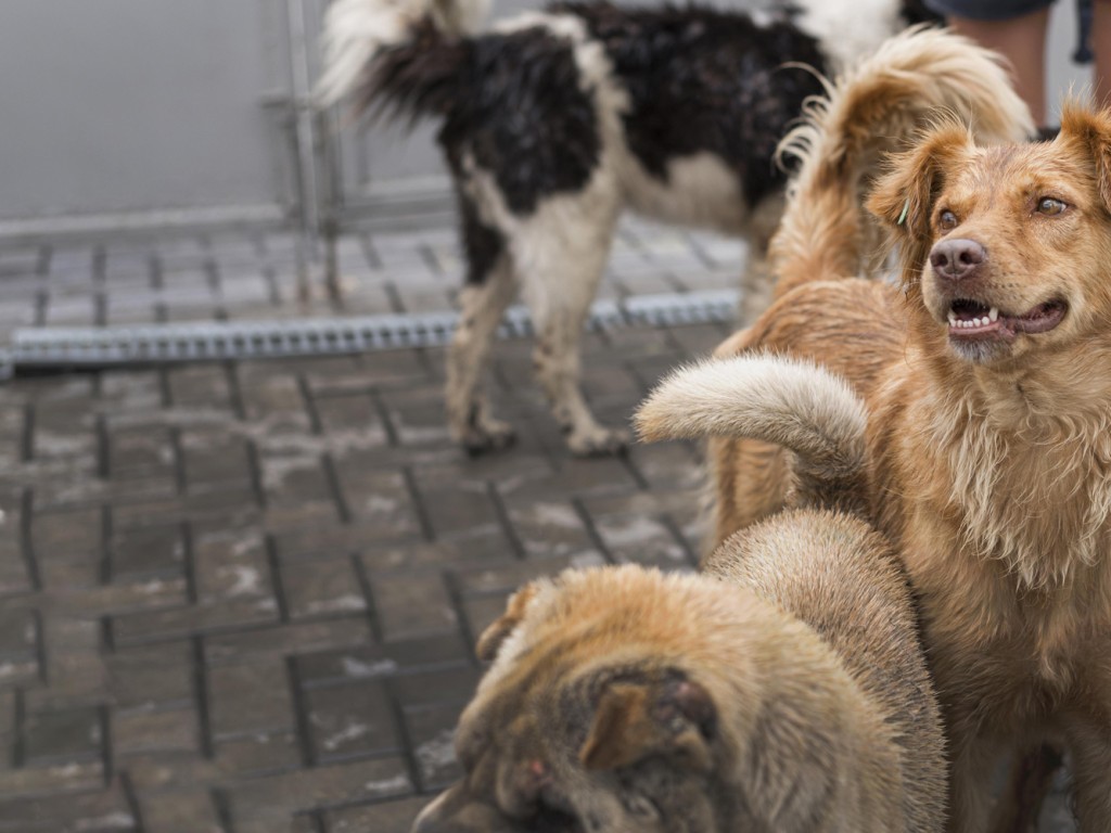 Ветеринар из Долгопрудного пояснила, чем могут отравиться собаки на прогулке
