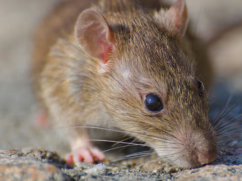 Дезинфектолог объяснил нашествие крыс в жилых домах Подмосковья