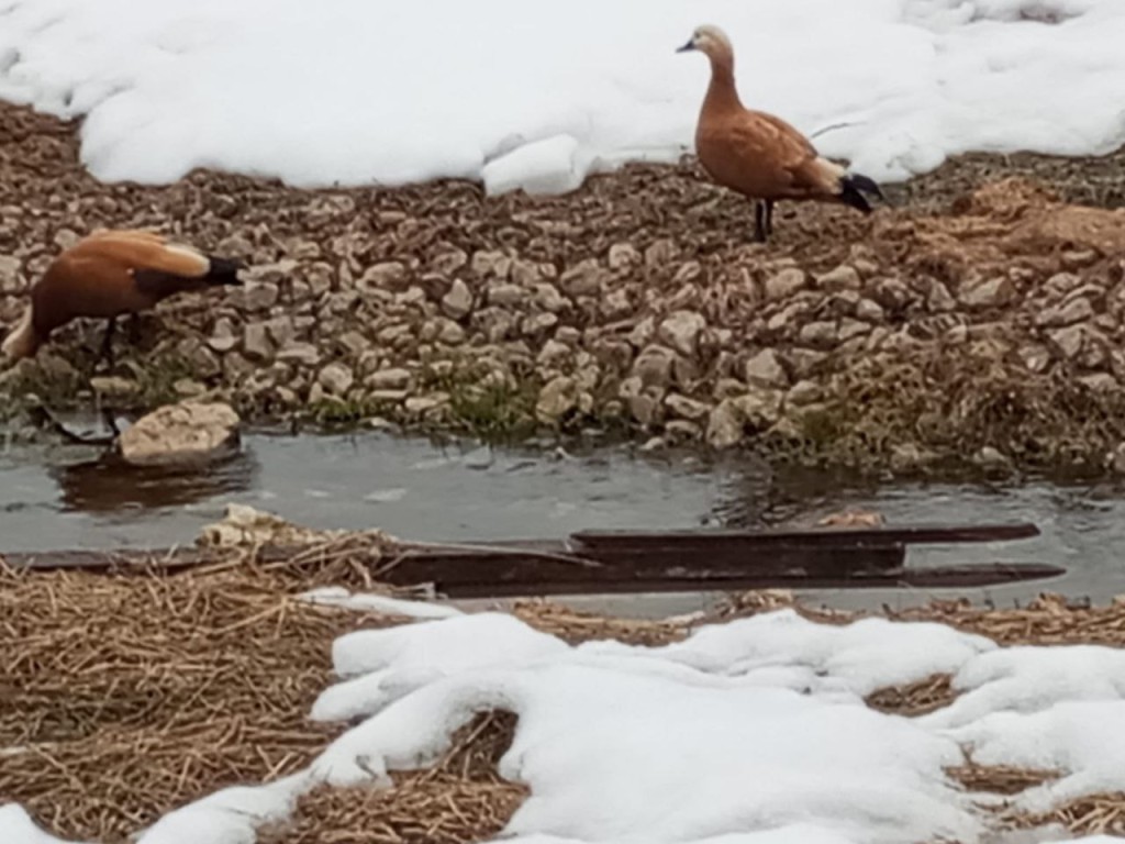 В Каширу с зимовки вернулись рыжие утки – огари