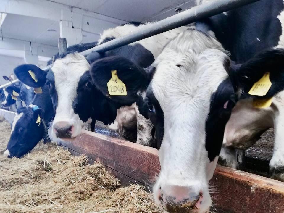 Свое, родное: ферма из Волоколамского округа стала одной из лучших в Подмосковье по производству молока