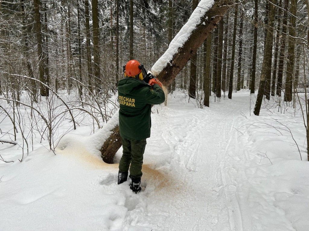 Лесничий из Истры встретил в лесу викингов