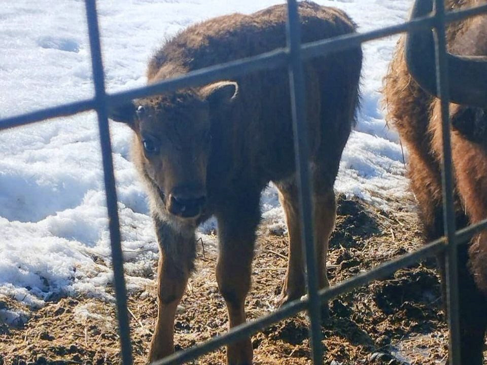 Малыш весом 25 килограммов родился в селе Горки