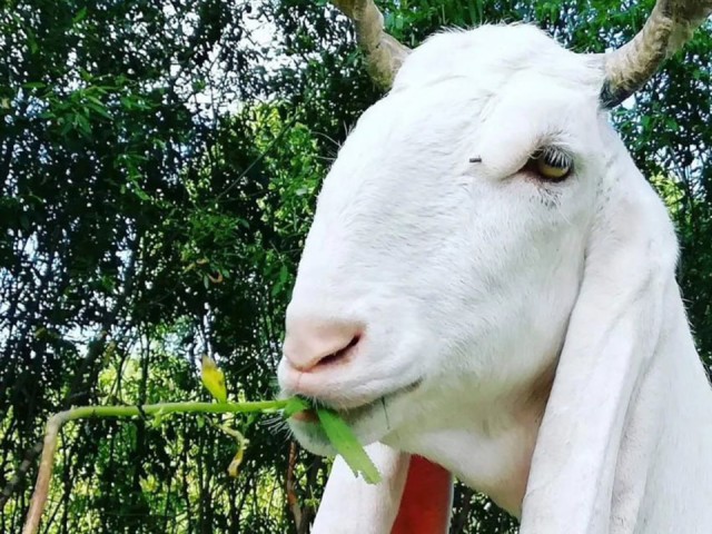 Вата, Ваниль, Пудра: козы-ушастики из Шатуры стали популярными в России