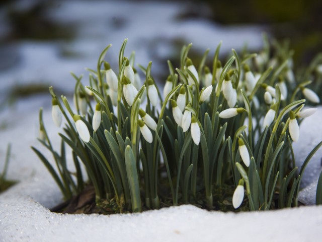 Уверенная весна наступит в Зарайске в ближайшие выходные