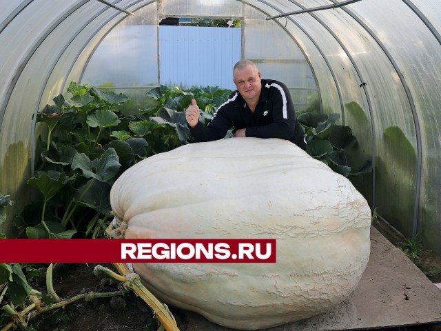 Луховицкий рекордсмен по выращиванию тыкв Андрей Гусев планирует в этом году побить свои достижения