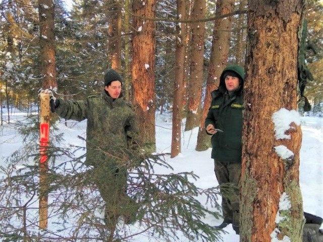 Опасные деревья обнаружили рядом с деревней Новый путь