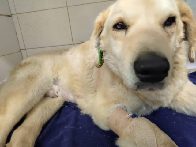 Одинцовцы спасли сбитую бездомную собаку, которая неделю лежала в канаве