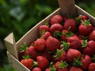 Сплошная клубничка: подмосковные предприятия готовятся к старту торговли ароматной ягодой