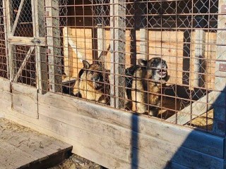 Отто и Бетти в порядке: хозяйка огромных овчарок поблагодарила спасателей, которые вытащили собак из ледяной воды в Волоколамске