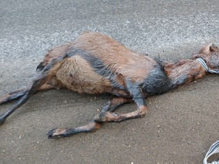 В Солнечногорске насмерть сбили козу на дороге