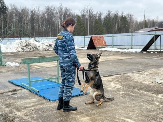 В Серпухове выберут лучших кинологов-студентов