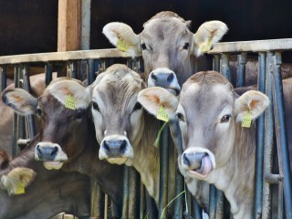 Огромный животноводческий молочный комплекс в Шаховской предоставит жителям более 150 рабочих мест