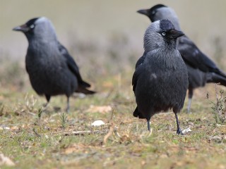 В регион возвращаются перелетные птицы