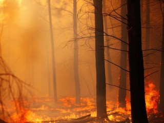 Пик весеннего пожароопасного сезона в Электрогорске ожидается в мае