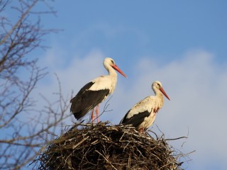 Площадку для гнезда краснокнижных аистов установили на новом столбе в Ошейкино