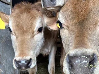 Лотошинских аграриев предупредили об изменении правил маркировки животных