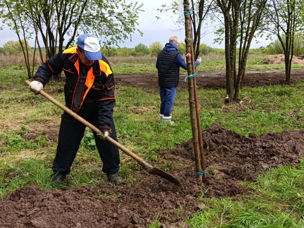 День добрых дел: в парке «Бронницкий Луг» посадили клены | REGIONS.RU /  Бронницы