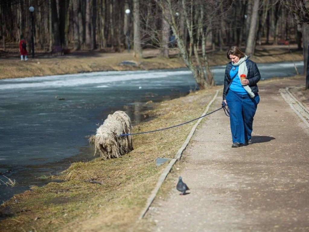 На прошлой неделе парк Сестрорецкий привлек рекордное количество посетителей