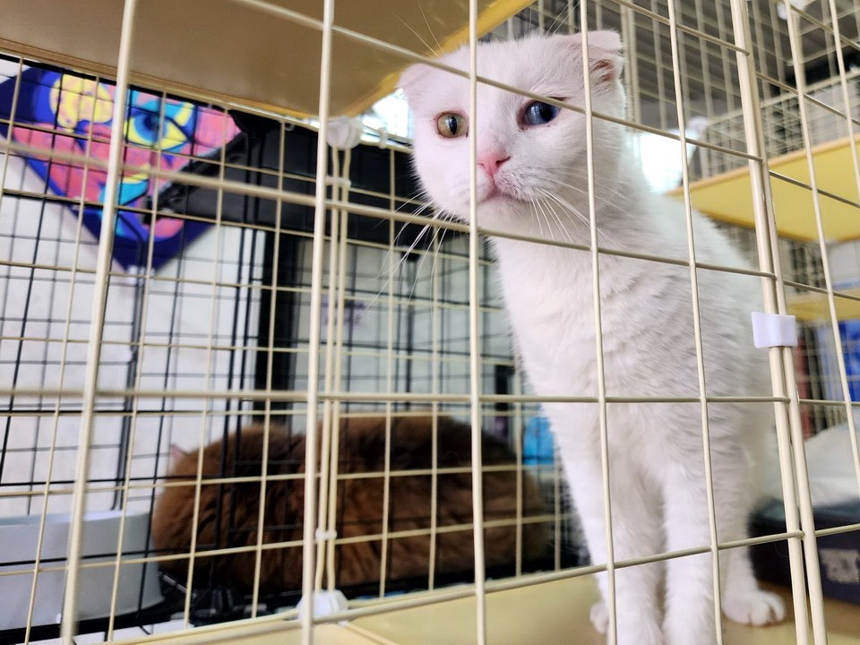 Судьба пяти кошек решилась на выставке в Ногинске