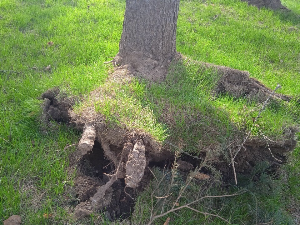 В Пущино службы оперативно спилили аварийное дерево и предотвратили возможную трагедию