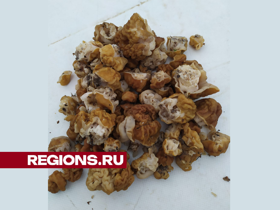 Сезон строчков и сморчков заканчивается: грибник из Раменского поделился радостью тихой охоты