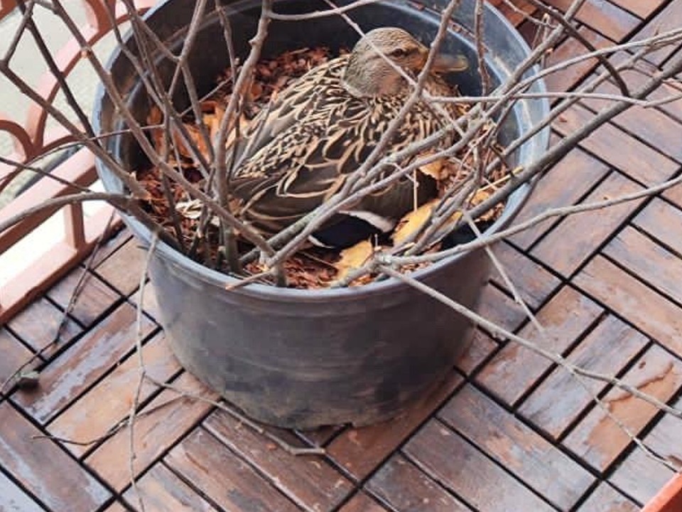 В ЖК  «Город набережных» утка свила гнездо на одном из балконов