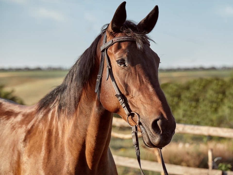 Лошади лечат: где проводят иппотерапию в Подмосковье