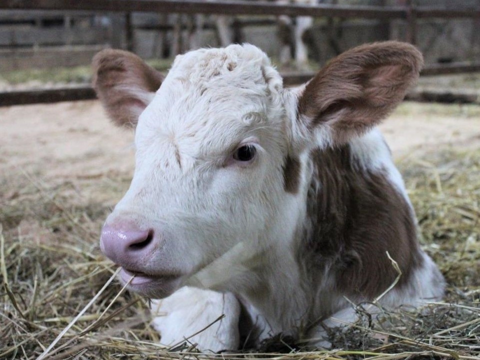 Начинающие фермеры могут получить бесплатные консультации в Подмосковье