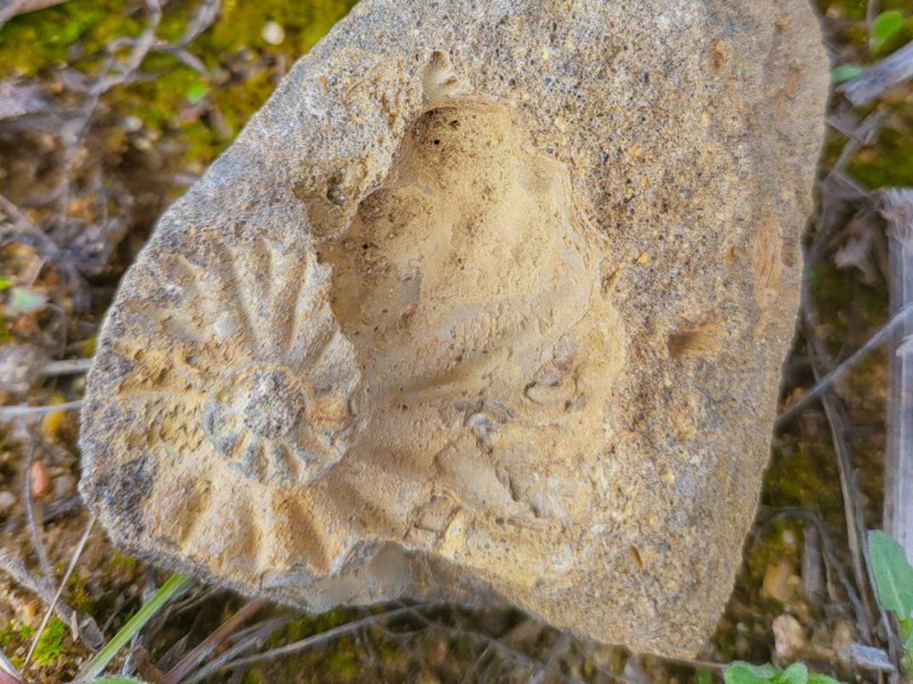 Образцы древнейшей фауны обнаружили в Красноармейске