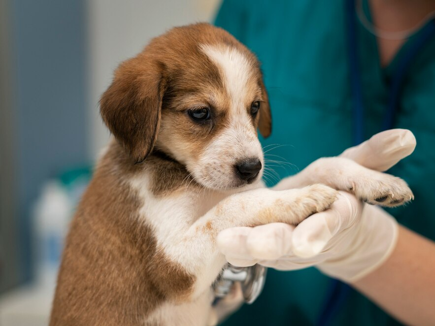 Ветеринары приедут: график работы мобильных пунктов вакцинации животных