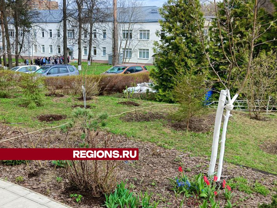 Яблоневый сад высадили в Дмитрове в честь врачей и медсестер