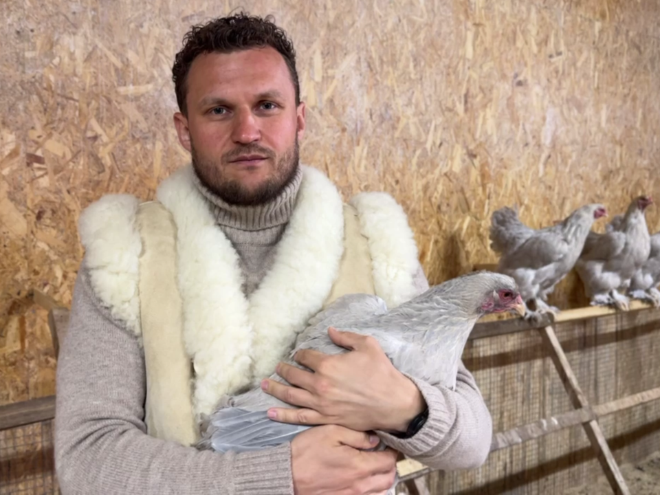Свободу пернатым: сыровар из Истры выступил в защиту самовыгула куриц