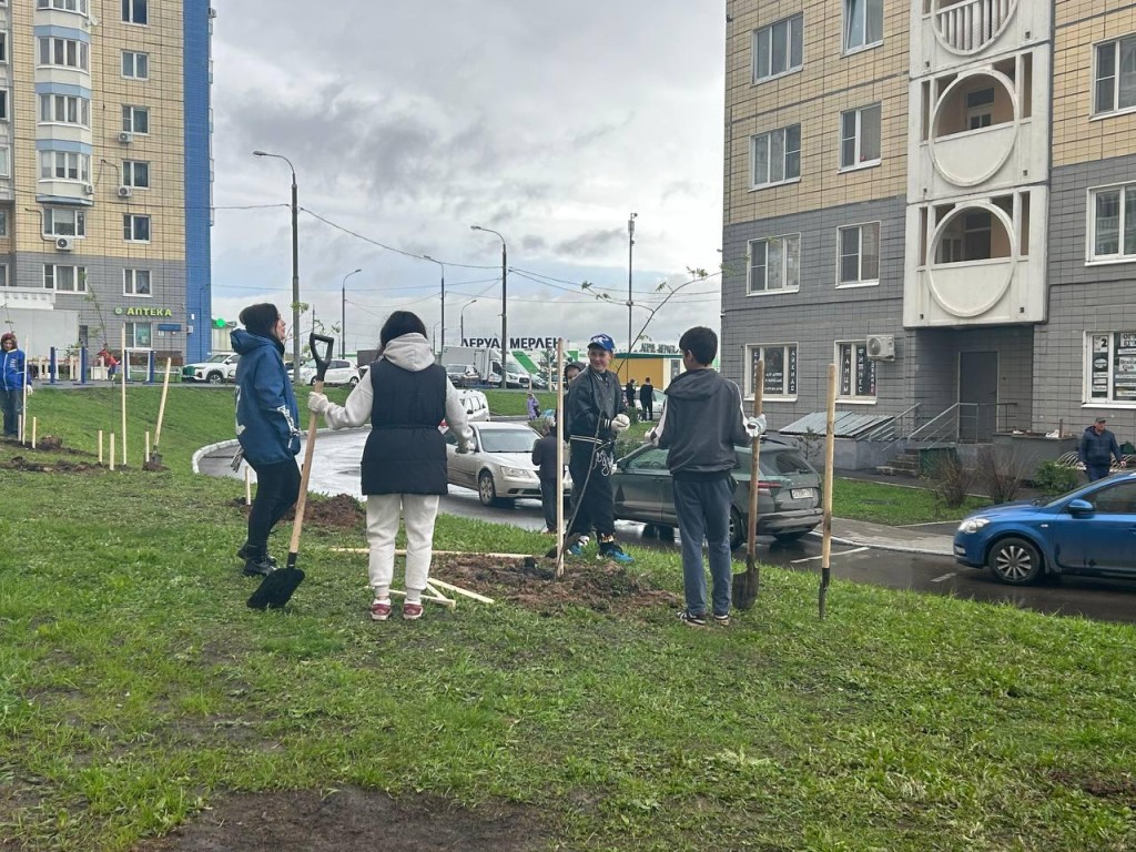 Юные клены и рябины появились в микрорайоне Южный Домодедова