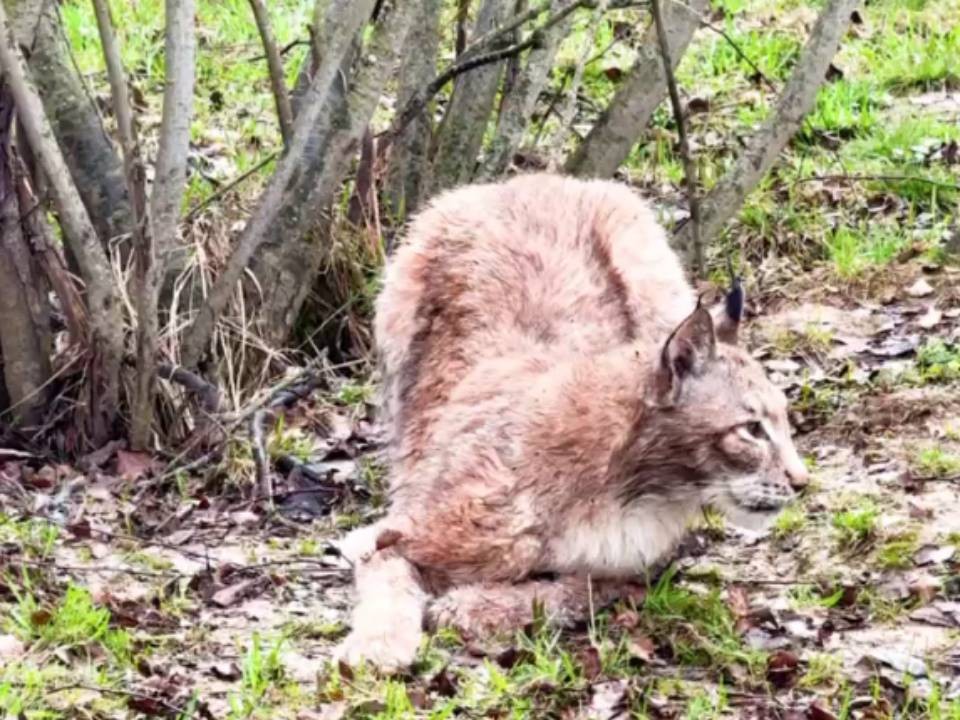 Домашнюю рысь, которую чуть не отравили соседи, спасли в Клину