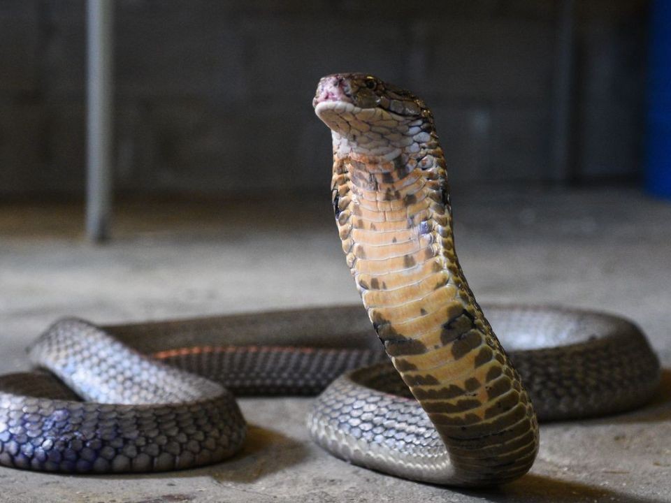 Врачи Химкинской областной больницы объяснили, как действовать при укусе змеи
