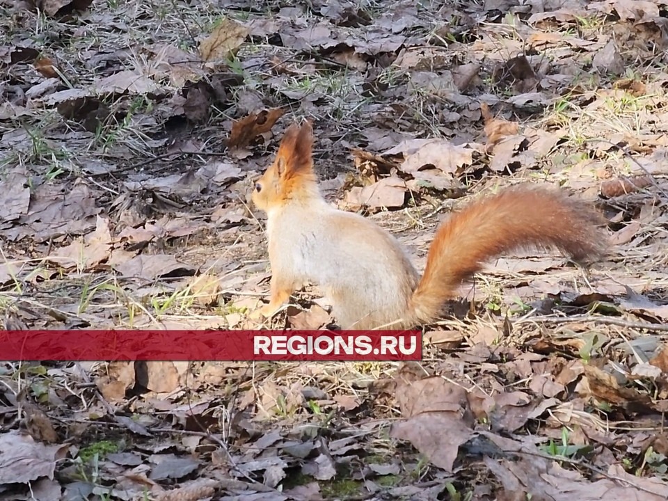 Грызуны поднимают настроение королевцам: белки снова показались в сквере Героев курсантов