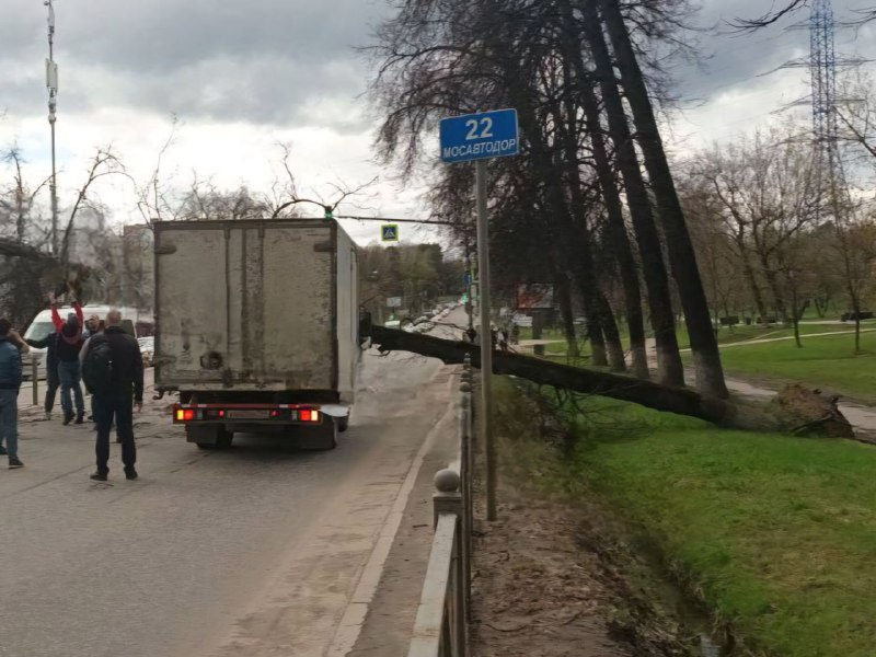 Первые последствия урагана: на Волоколамском шоссе дерево упало на дорогу