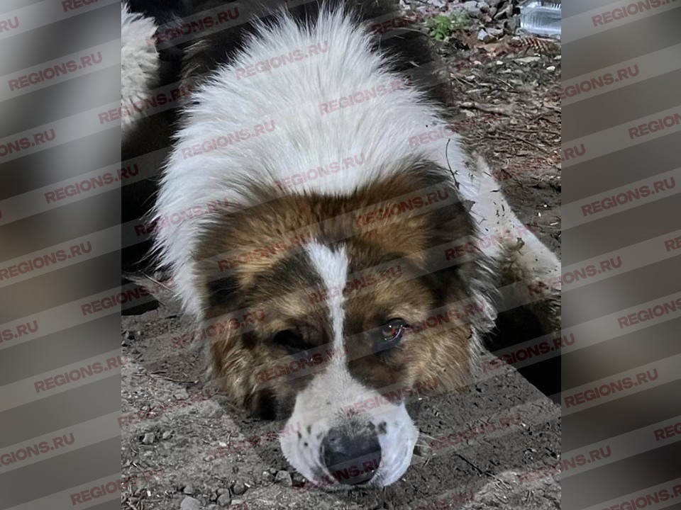 «От жизни собачьей собака бывает кусачей»: агрессивный алабай найдет новый дом в Раменском