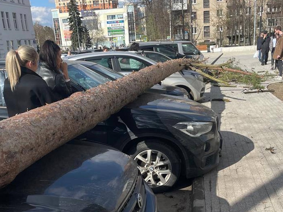 Упавшее дерево в Пушкине повредило несколько автомобилей