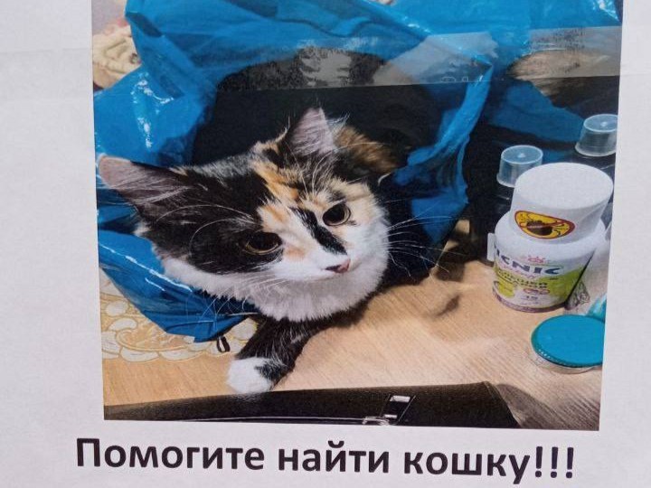 Трехцветную кошку Бусю потеряли девочки во Фрязине