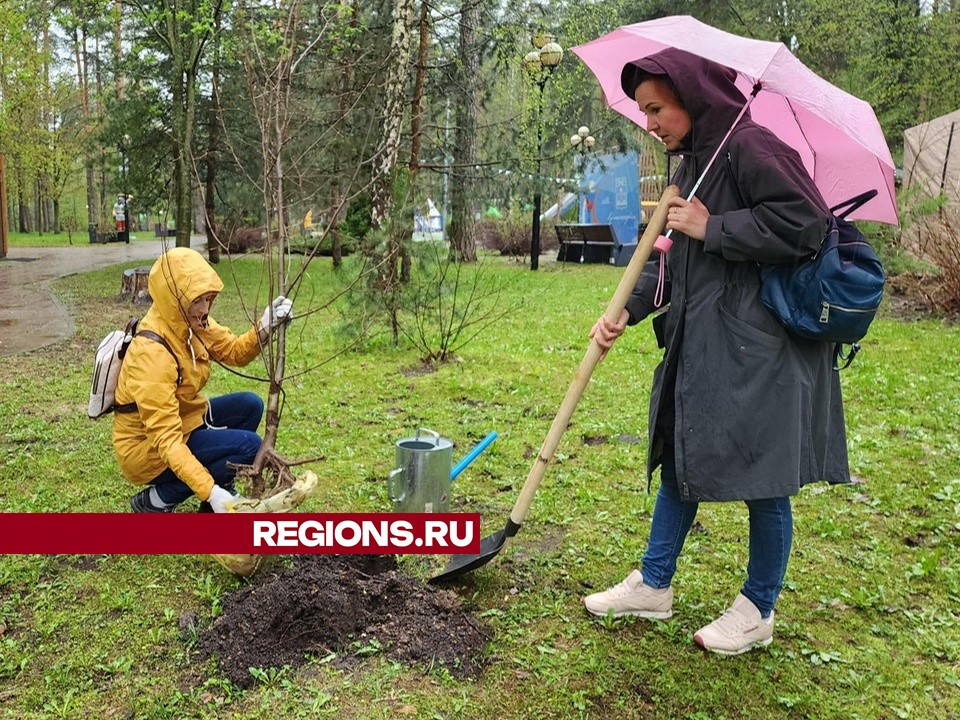 Детский городок «Сказочный» стал зеленее на двадцать деревьев