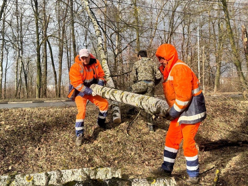 На улице Мира убрали березу, упавшую на провода из-за сильного ветра |  REGIONS.RU / Можайск