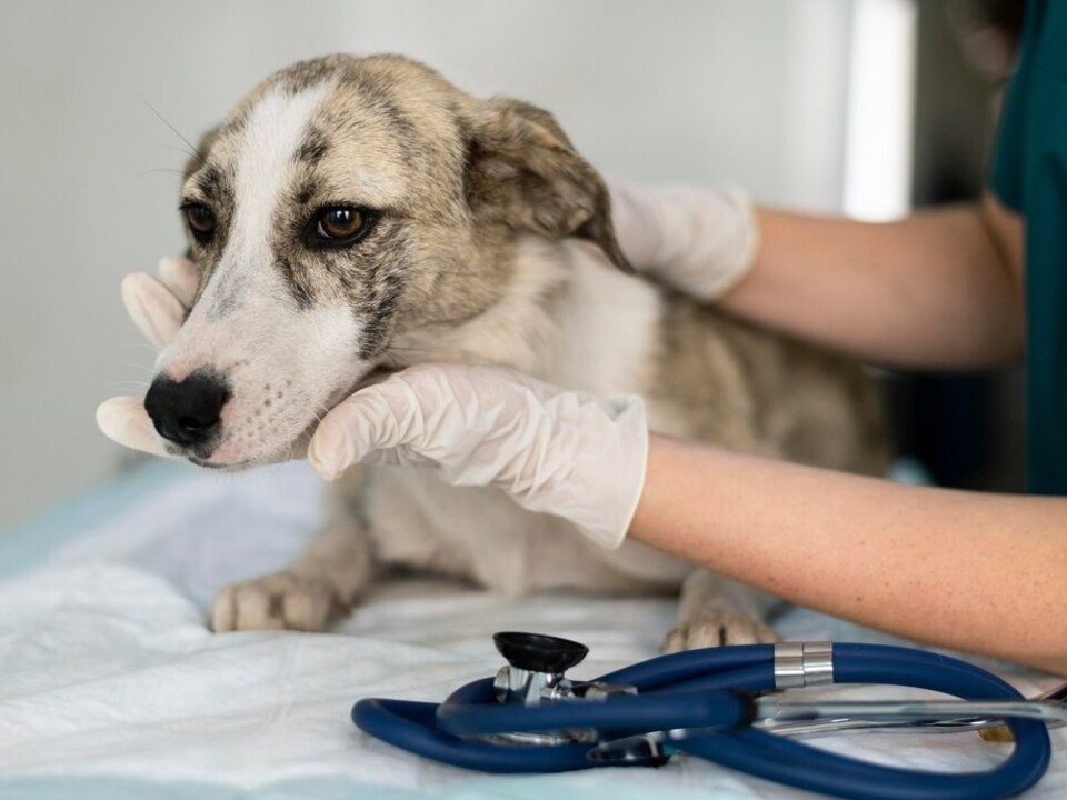 Во избежание бешенства: владельцев животных в Дзержинском призывают к бесплатной вакцинации питомцев