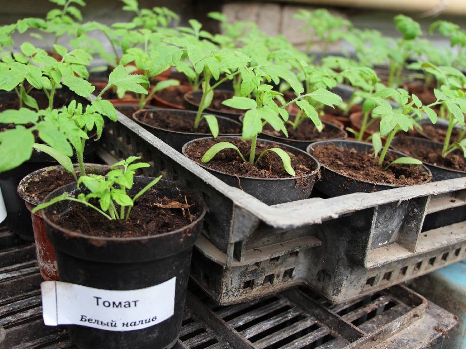 Дачникам Подмосковья рассказали, сколько будет стоить подвести газ к ...