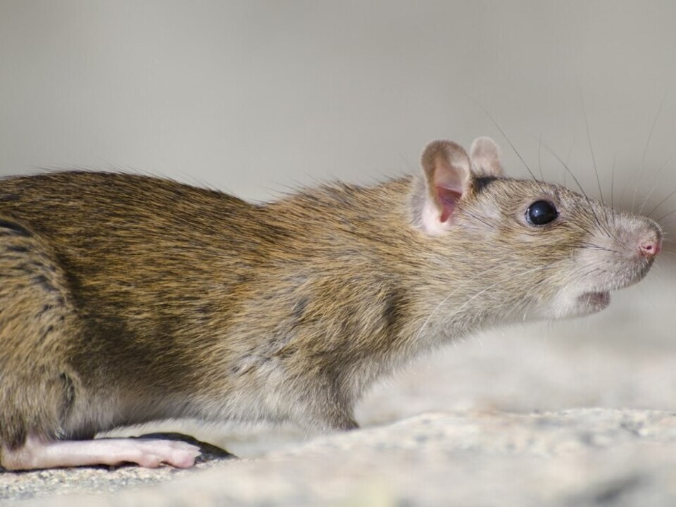 Бойтесь крыс: медики предостерегают дзержинцев от контактов с грызунами